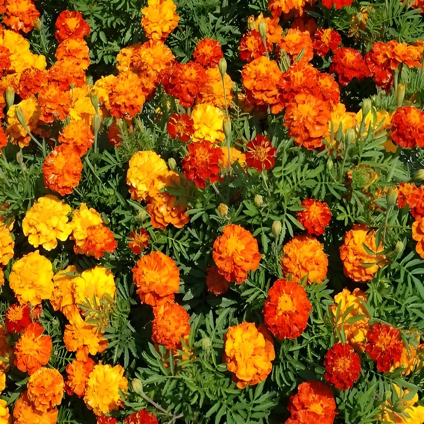 Vibrant French Marigold Seeds