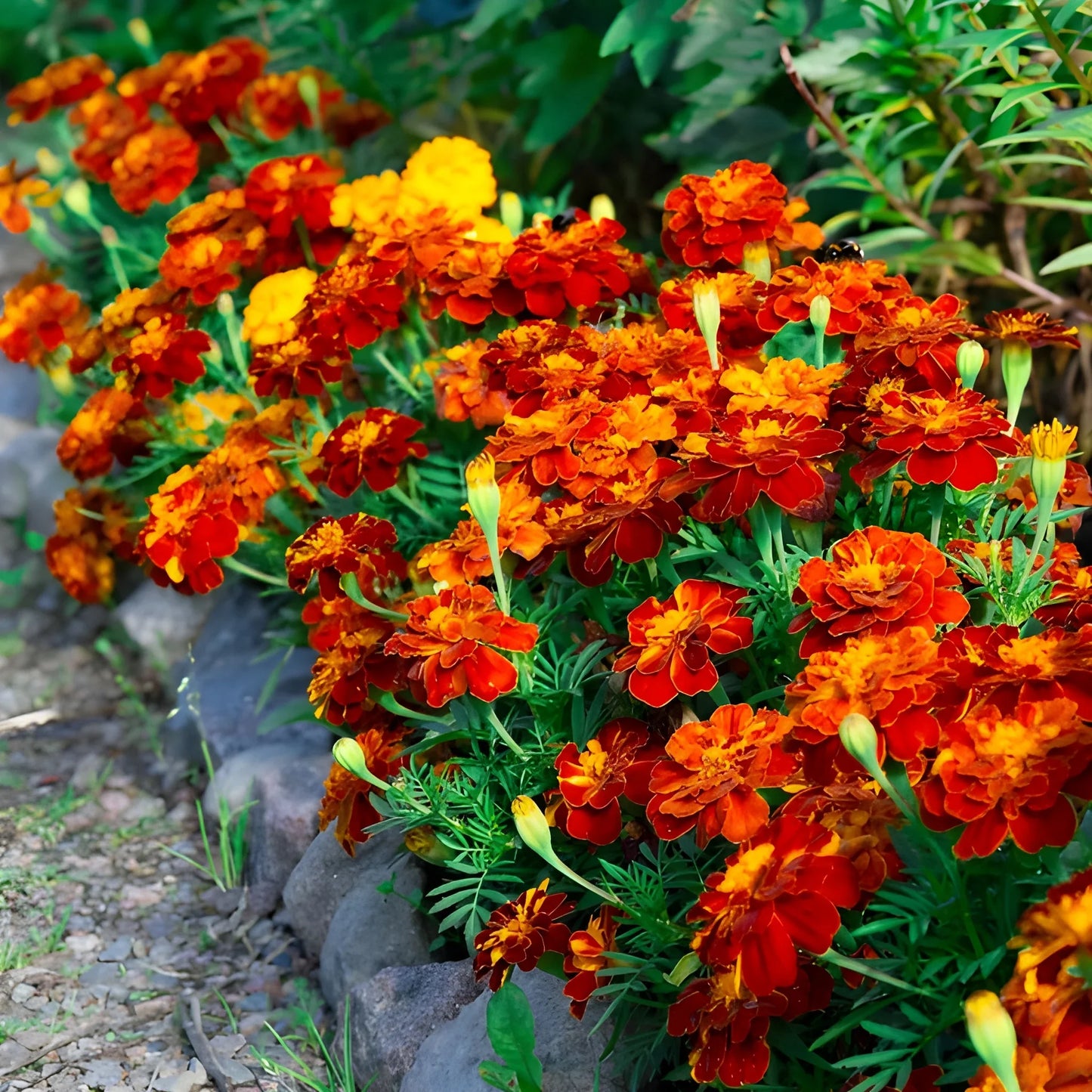 Vibrant French Marigold Seeds