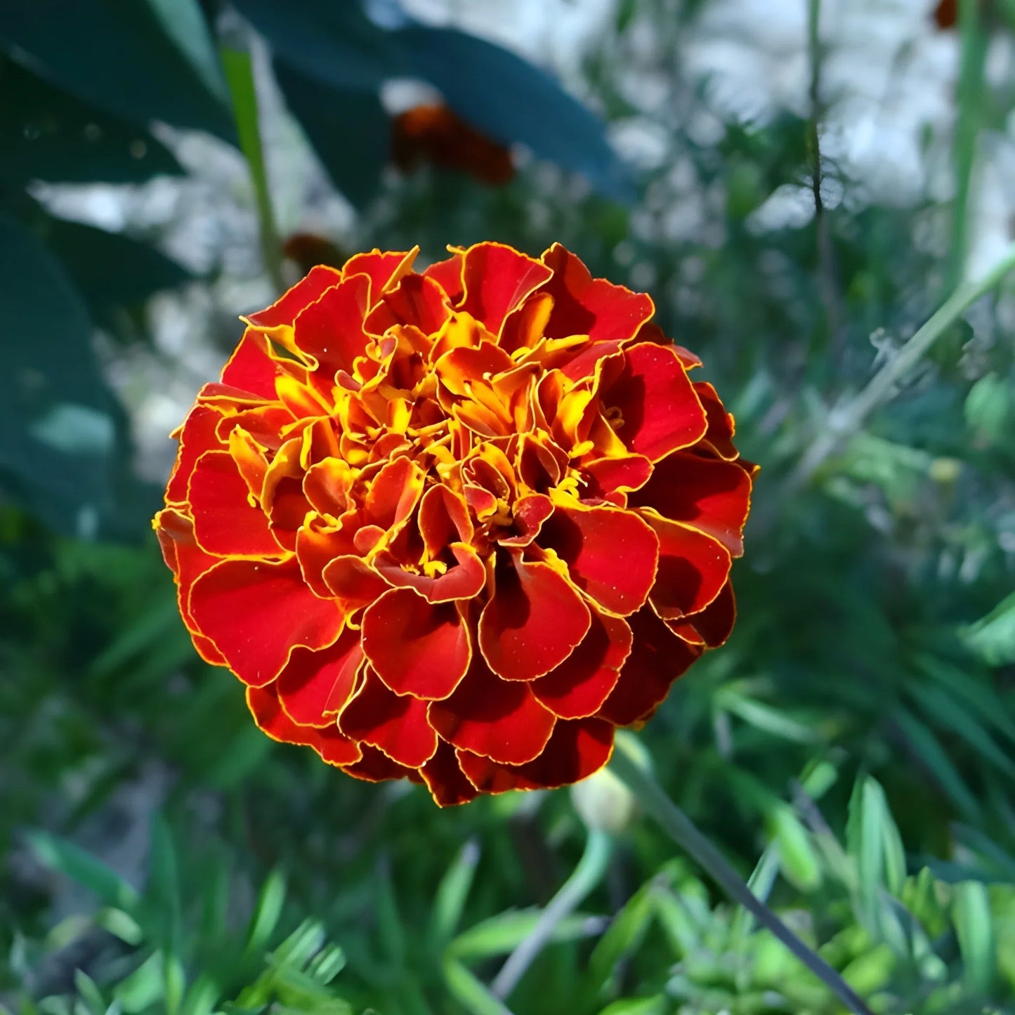 Vibrant French Marigold Seeds