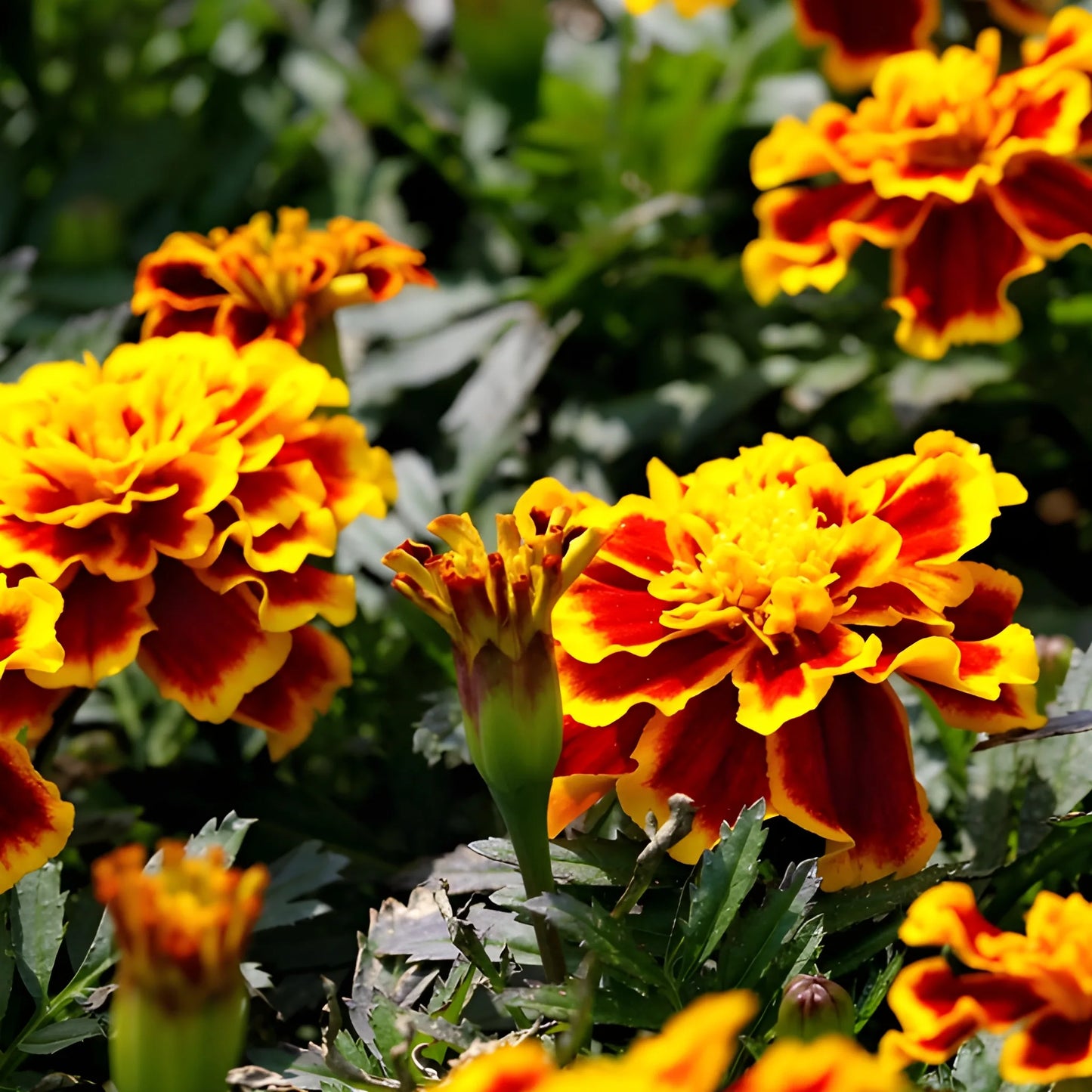 Vibrant French Marigold Seeds