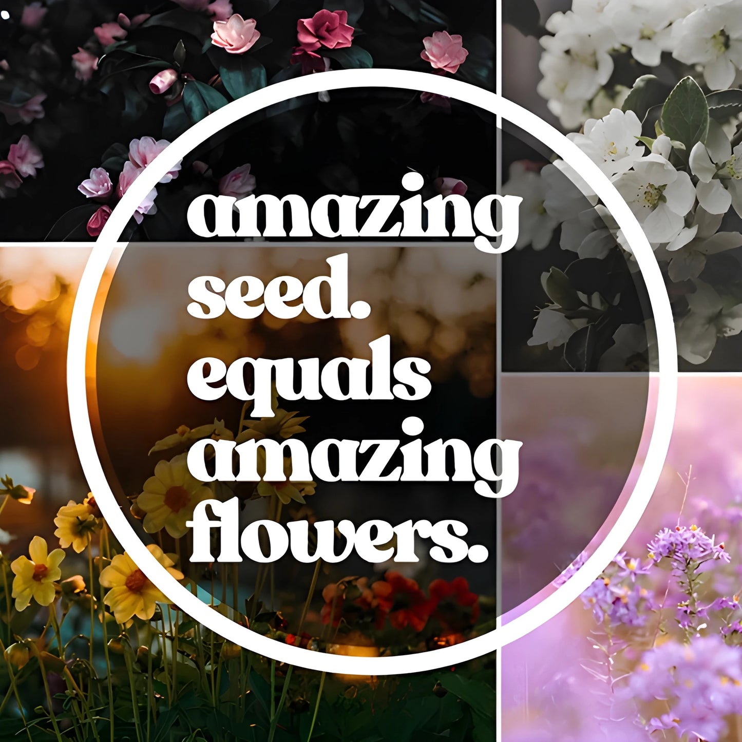 Colorful Bougainvillea Flower Seeds
