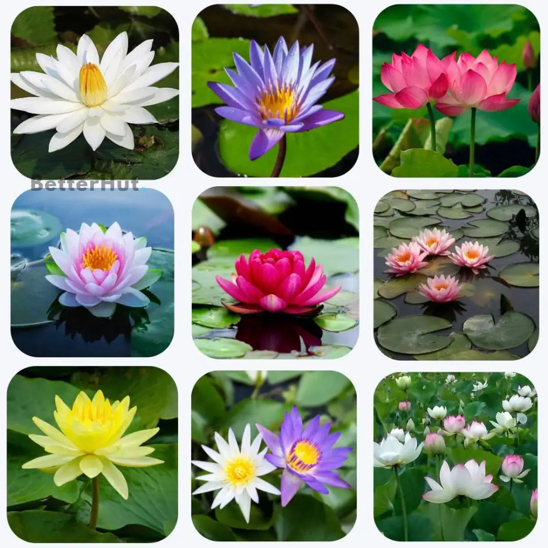 Bonsai lotus flower seeds
