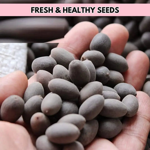 Premium Flower seeds
