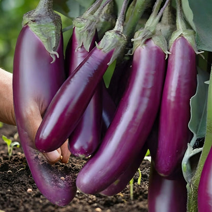 Giant Eggplant Seeds