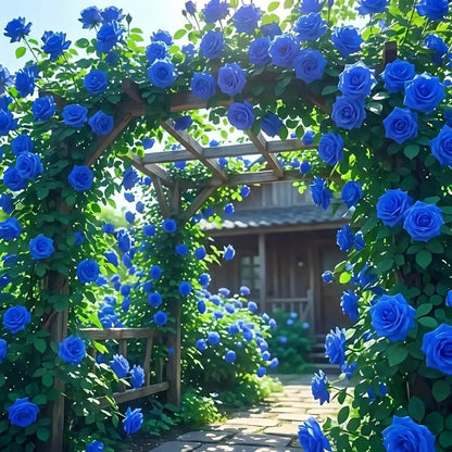 Blue Climbing Rose Seeds