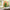 Artificial Flower Plant – 1 Pc