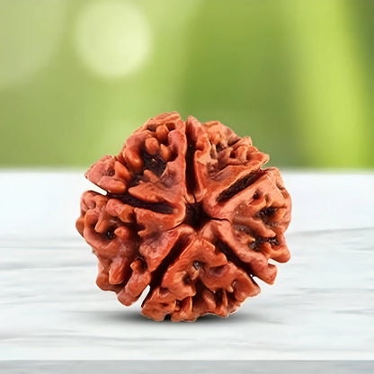 108 Bead Rudraksha Jaap Mala