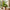 Brazilian Lucky Wood, Mini Home Plant Decorations (Pack of 2)