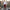 Maroon Office Formal Trousers