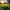 Home Gardening Lawn Grasses