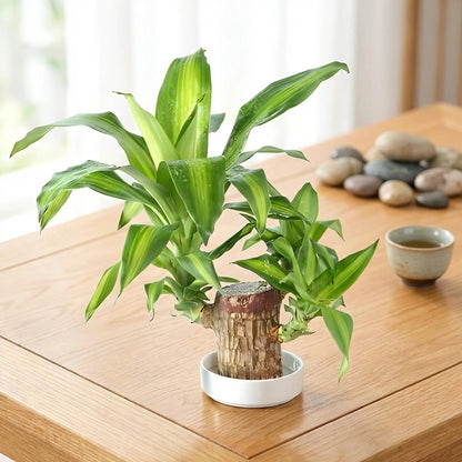 Brazilian Lucky Wood Decor