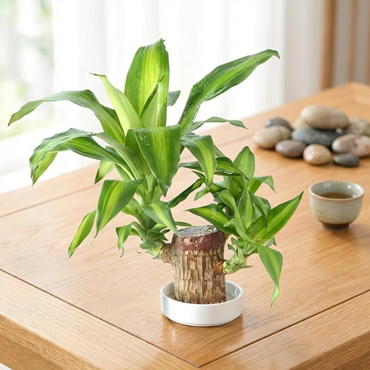 Brazilian Lucky Wood Decor