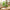 Brazilian Lucky Wood, Mini Home Plant Decorations (Pack of 2)