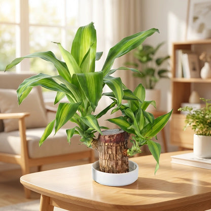 Brazilian Lucky Wood, Mini Home Plant Decorations (Pack of 2)