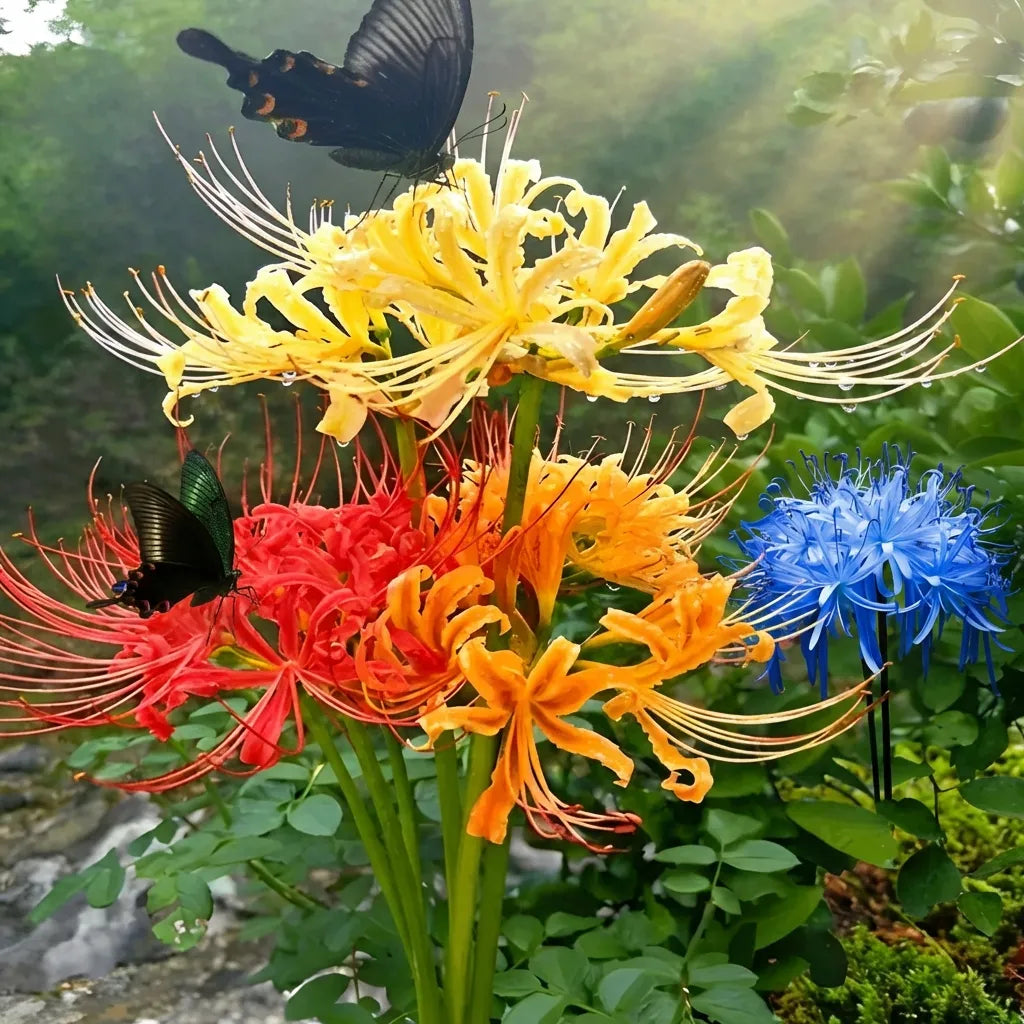 Exotic Lily Flower Bulbs