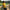 Bright Yellow Polo Tee