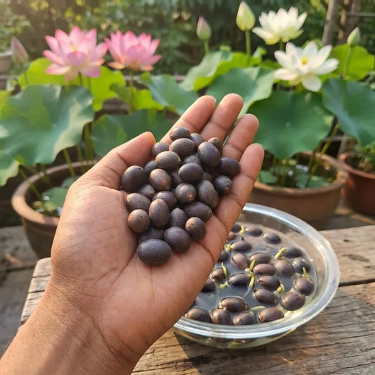Bonsai lotus flower seeds