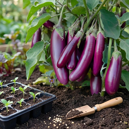 Giant Eggplant Seeds
