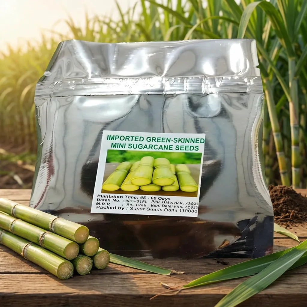 Mini Sugarcane Seeds