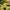 Bright Yellow Polo Tee