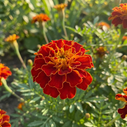 Vibrant French Marigold Seeds