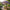 Cascading Flower Seed Mix