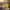Varieties of Flower Seeds (Pack of 100)