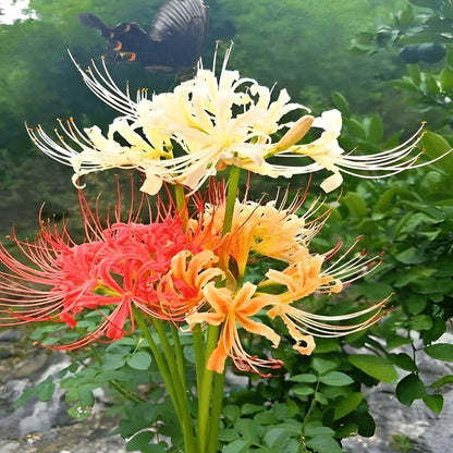 Exotic Lily Flower Bulbs