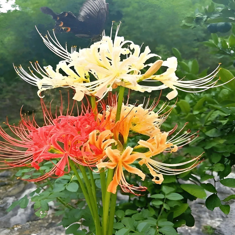 Lily Flower Bulbs Seeds