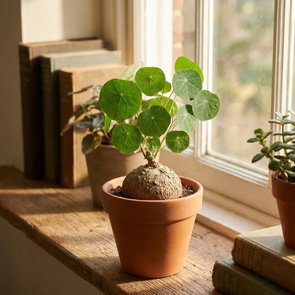 Stephania Erecta Plant