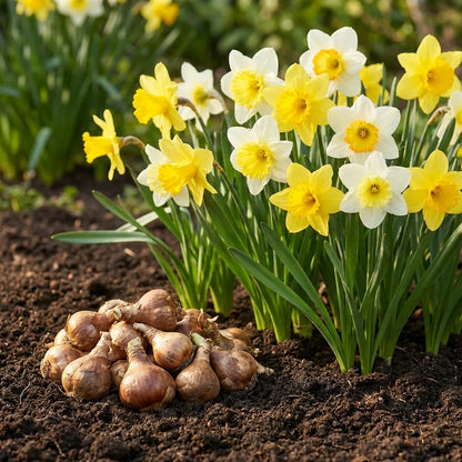 IMPORTED SEEDS Rare Double Daffodil Bulbs