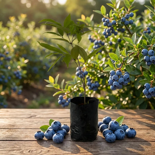 Giant Blueberry Superfood Seeds