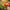 Gerbera Daisy Mix Seeds