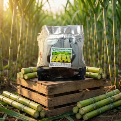 Mini Sugarcane Seeds