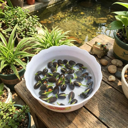 Premium Flower seeds