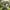 Cascading Flower Seed Mix