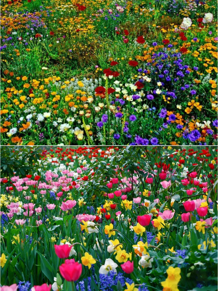 Mix Flower Seeds (Pack of 100 Seeds)