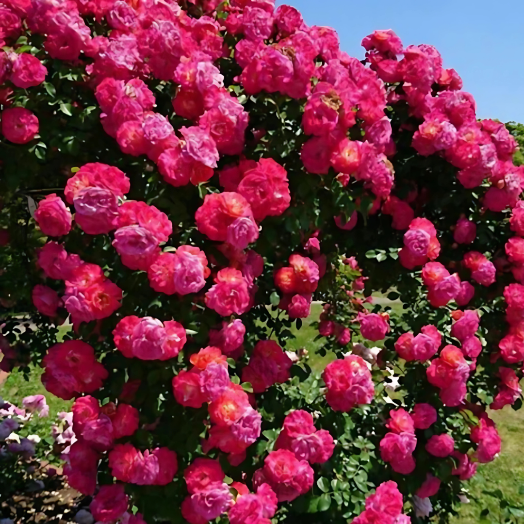 Elegant Climbing Rose Flower Seeds