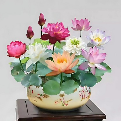 Bonsai lotus flower seeds