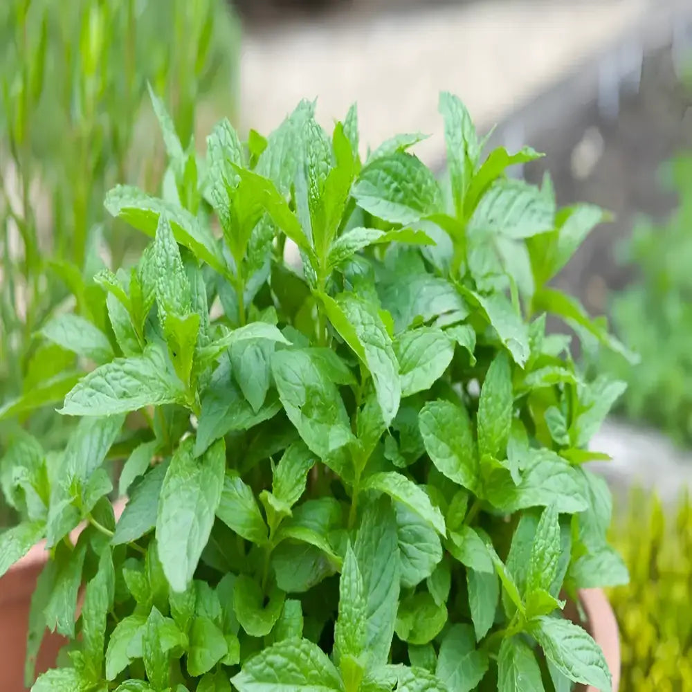 Gourmet Ornamental Mint Seeds