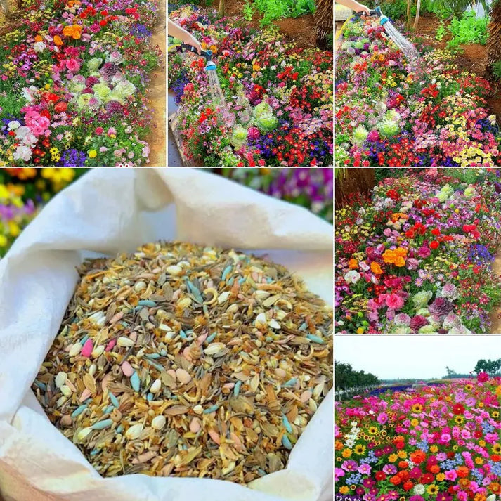 Mix Flower Seeds (Pack of 100 Seeds)