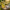 Varieties of Flower Seeds (Pack of 100)