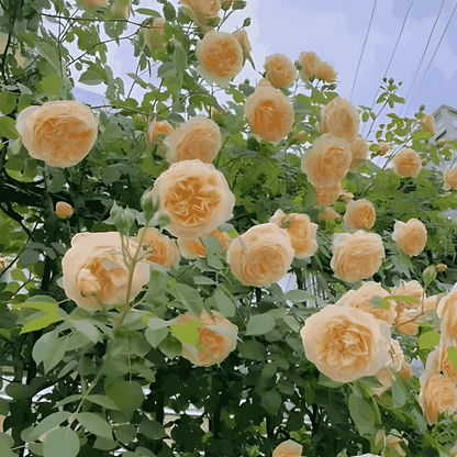 Elegant Climbing Rose Flower seeds