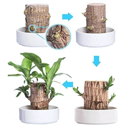 Brazilian Lucky Wood, Mini Home Plant Decorations (Pack of 2)