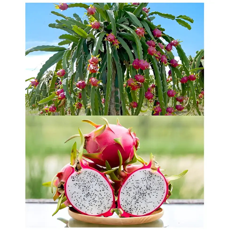 Rainbow Dragon Fruit Seeds