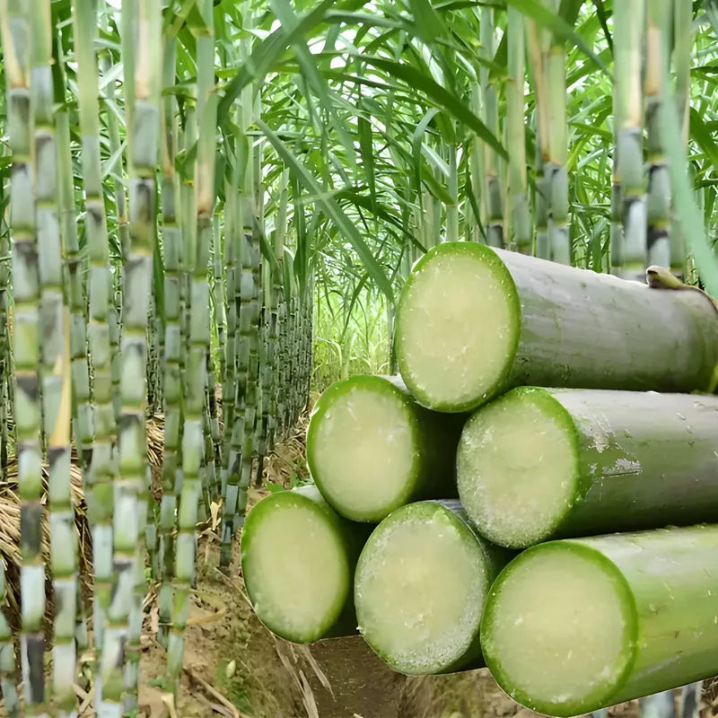 Green-Skinned Mini Sugarcane Seeds
