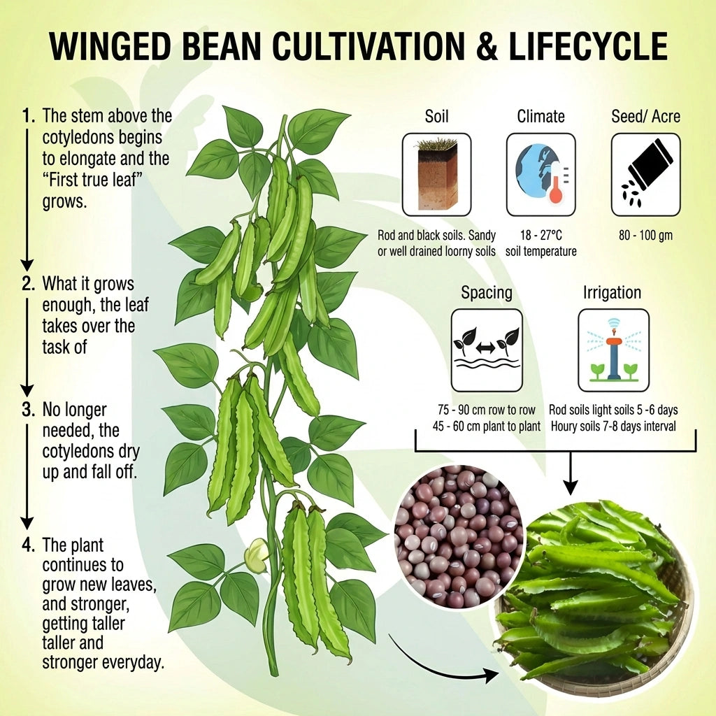 Exotic Dragon Bean Seeds