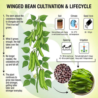 Exotic Dragon Bean Seeds
