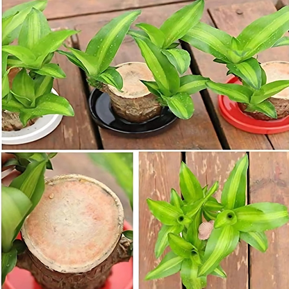 Brazilian Lucky Wood, Mini Home Plant Decorations (Pack of 2)