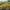 Varieties of Flower Seeds (Pack of 100)